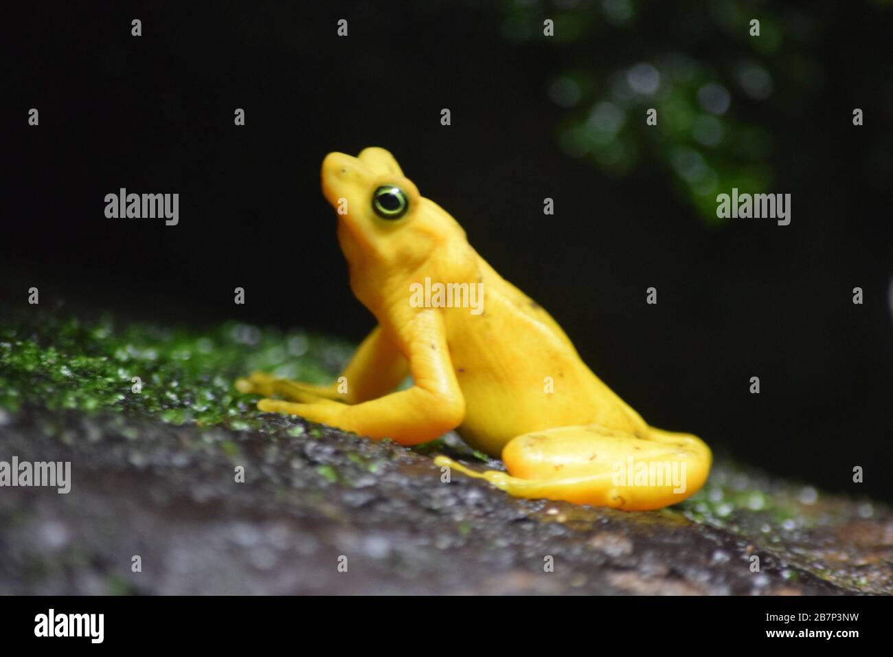 Nahaufnahme Des Leuchtend Gelben Tropenfrosches Stockfoto