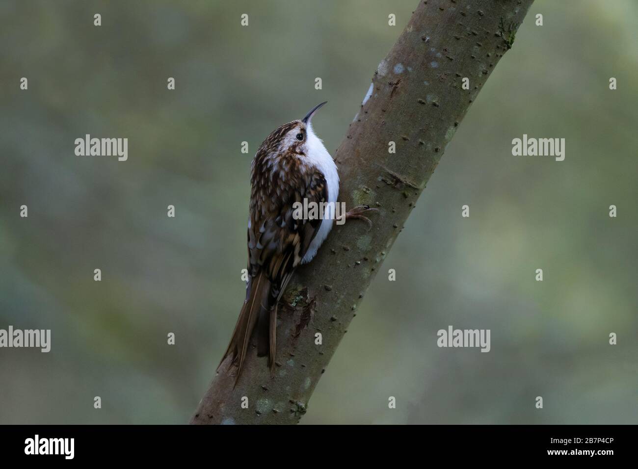 Treecreeper-Certhia familiaris. Stockfoto