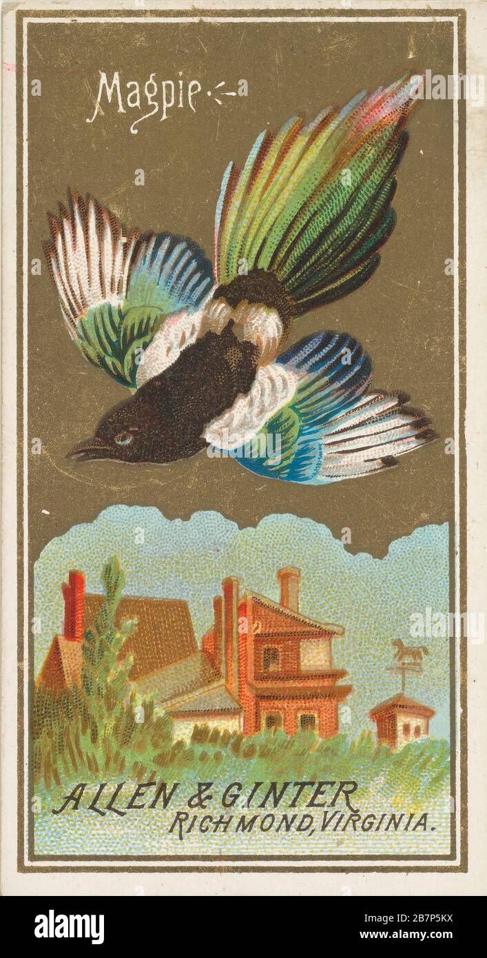 Magpie, aus der Serie Birds of America (N4) für alle &amp; Ginter Cigarettes Brands, im Jahr 1888. Stockfoto