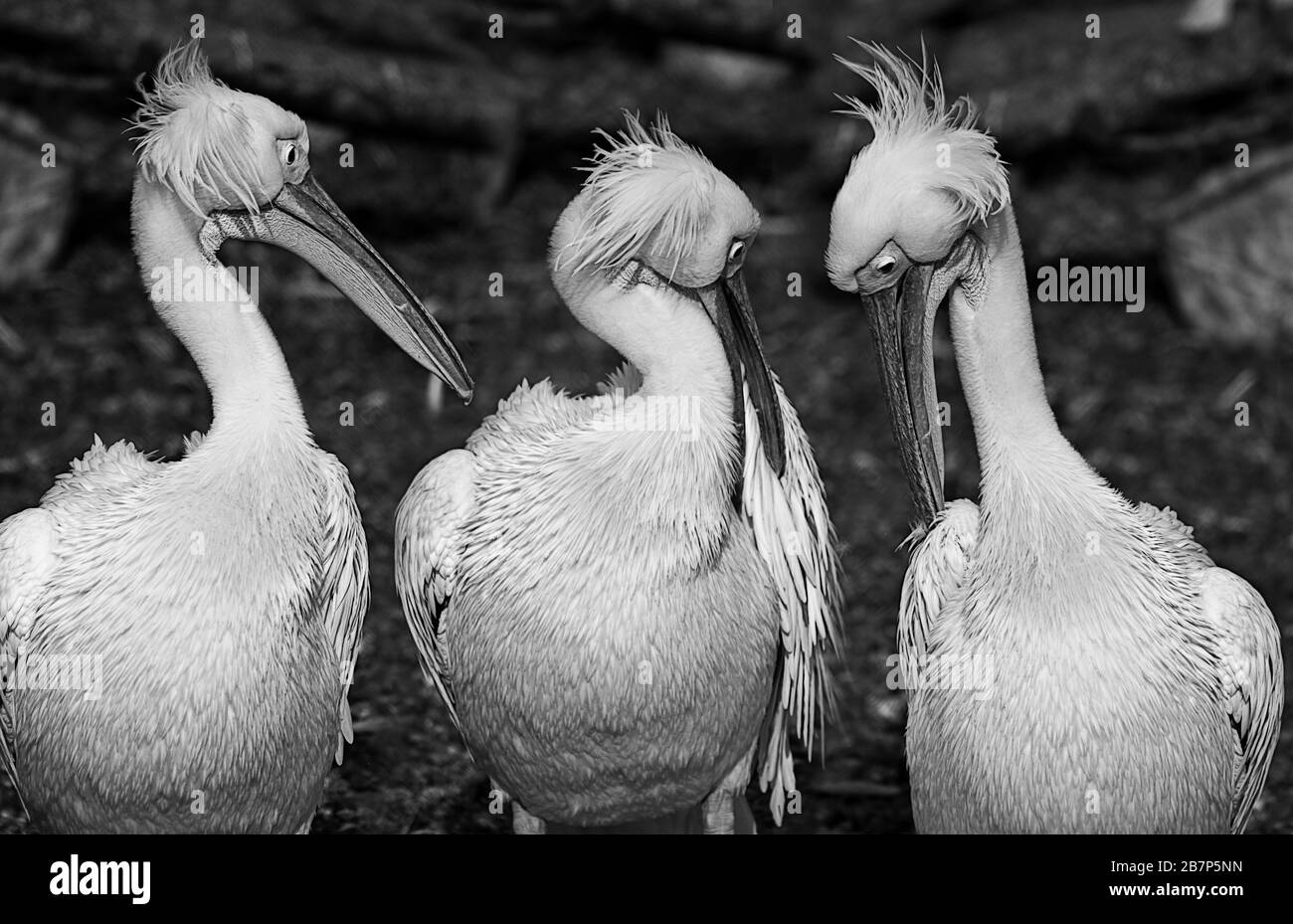 Drei Pelikane in Schwarzweiß Stockfoto