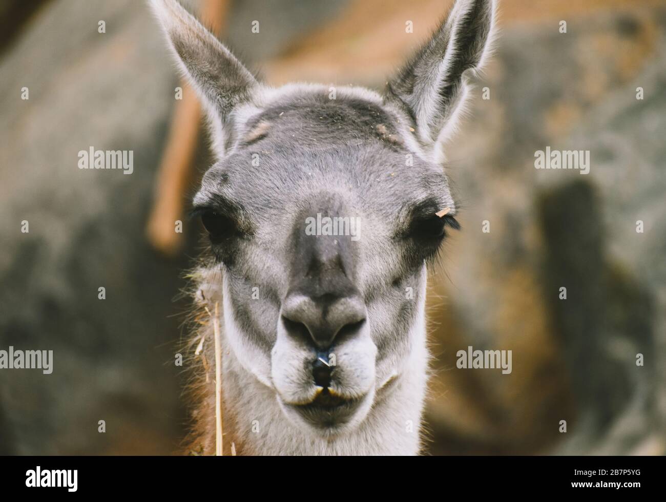 Einschüchternde Llama Stockfoto