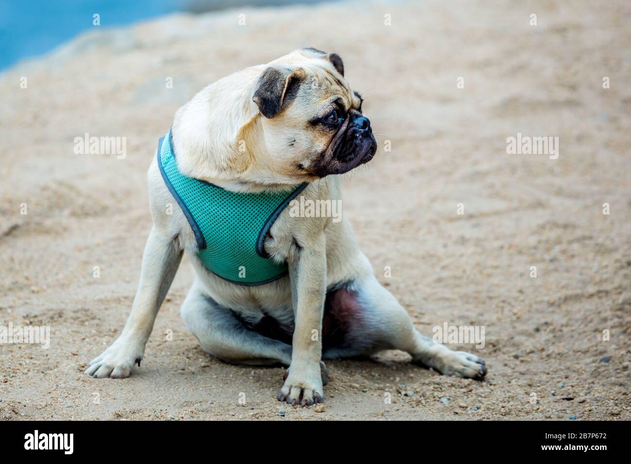 Ein verärgerter Bulldogge, der am Strand sitzt Stockfoto