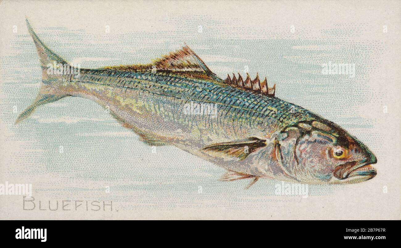 Bluefish, aus der Serie Fish from American Waters (N8) for allen &amp; Ginter Cigarettes Brands, 1889. Stockfoto