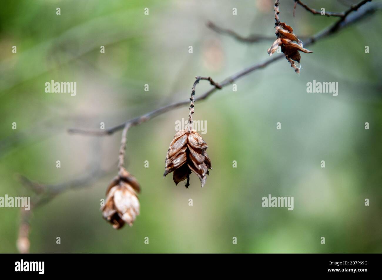 Frühling in der Toskana: Bäume, die Sprösslinge und Wildblumen aussenden. Stockfoto