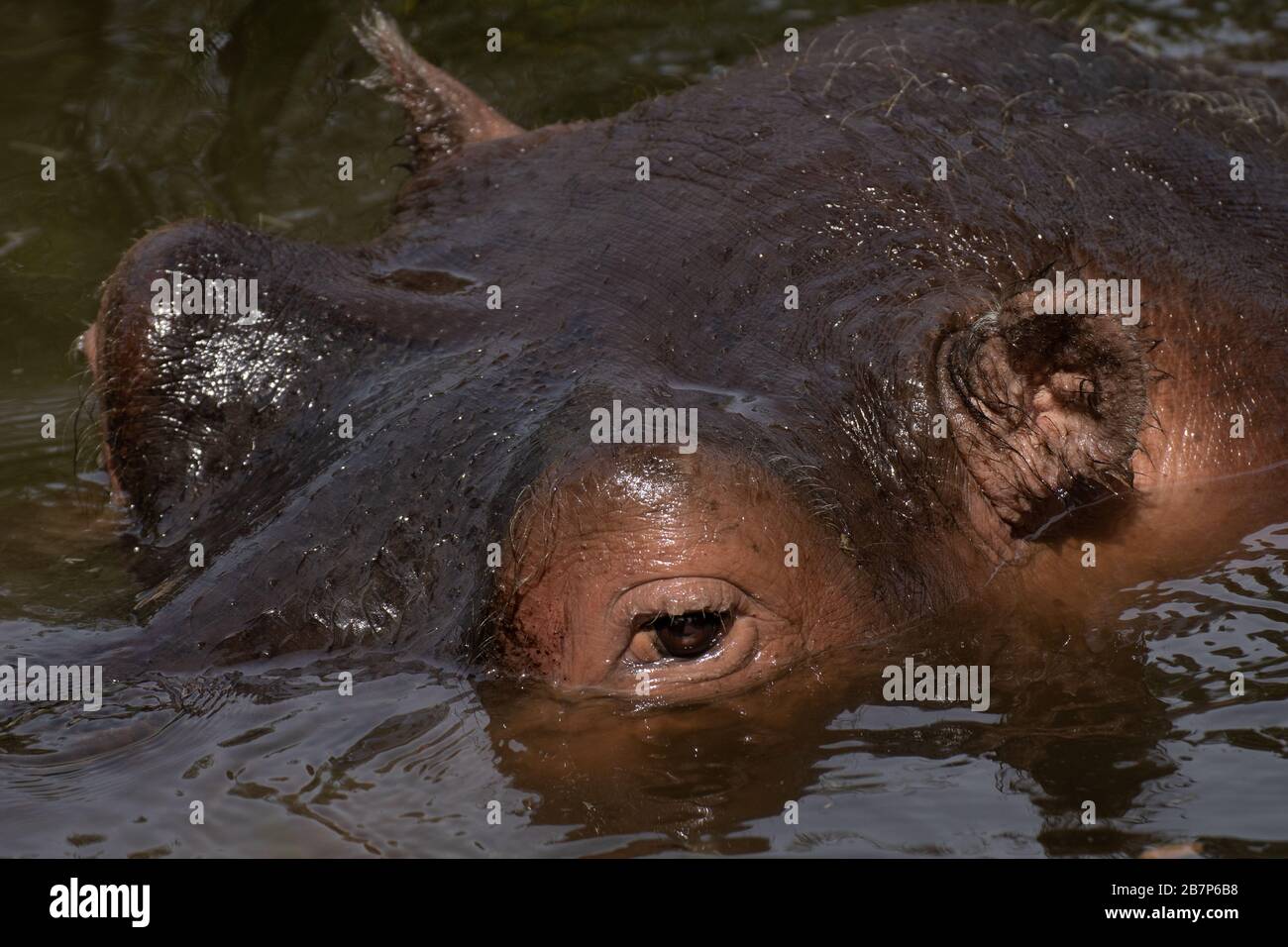 Detail des Auges und des Blicks eines in Afrika ins Wasser tauchenden Hippopotamus Stockfoto