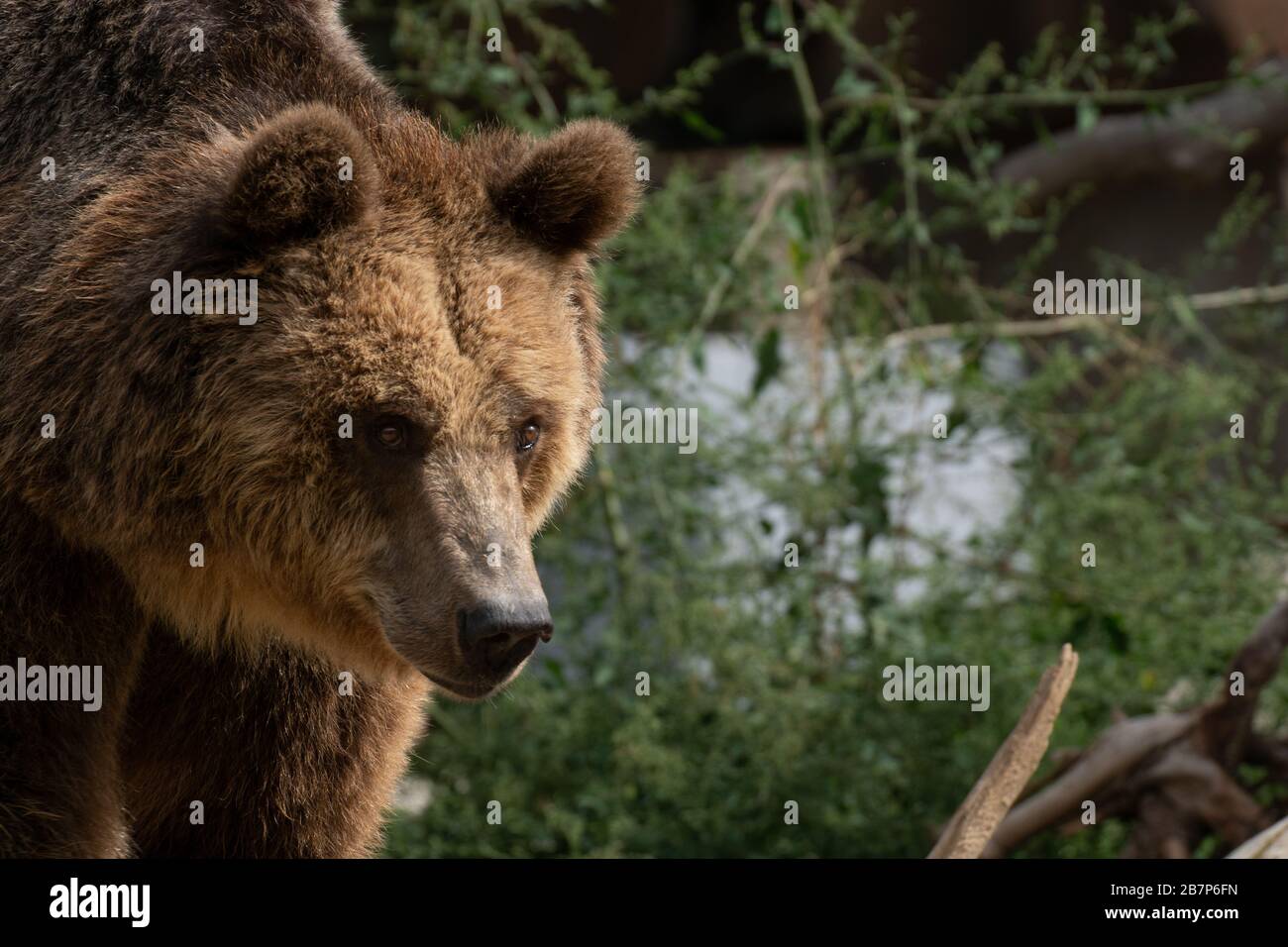 Nahaufnahme des Gesichts eines weiblichen Braunbären mit grünem Hintergrund Stockfoto