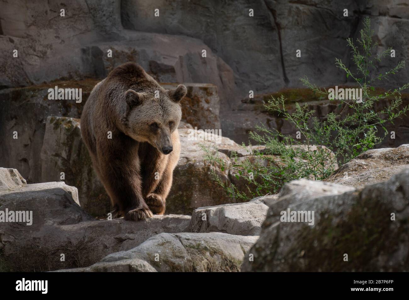 Porträt eines männlichen Braunbären, der im Sommer zwischen Felsen spazieren ging Stockfoto