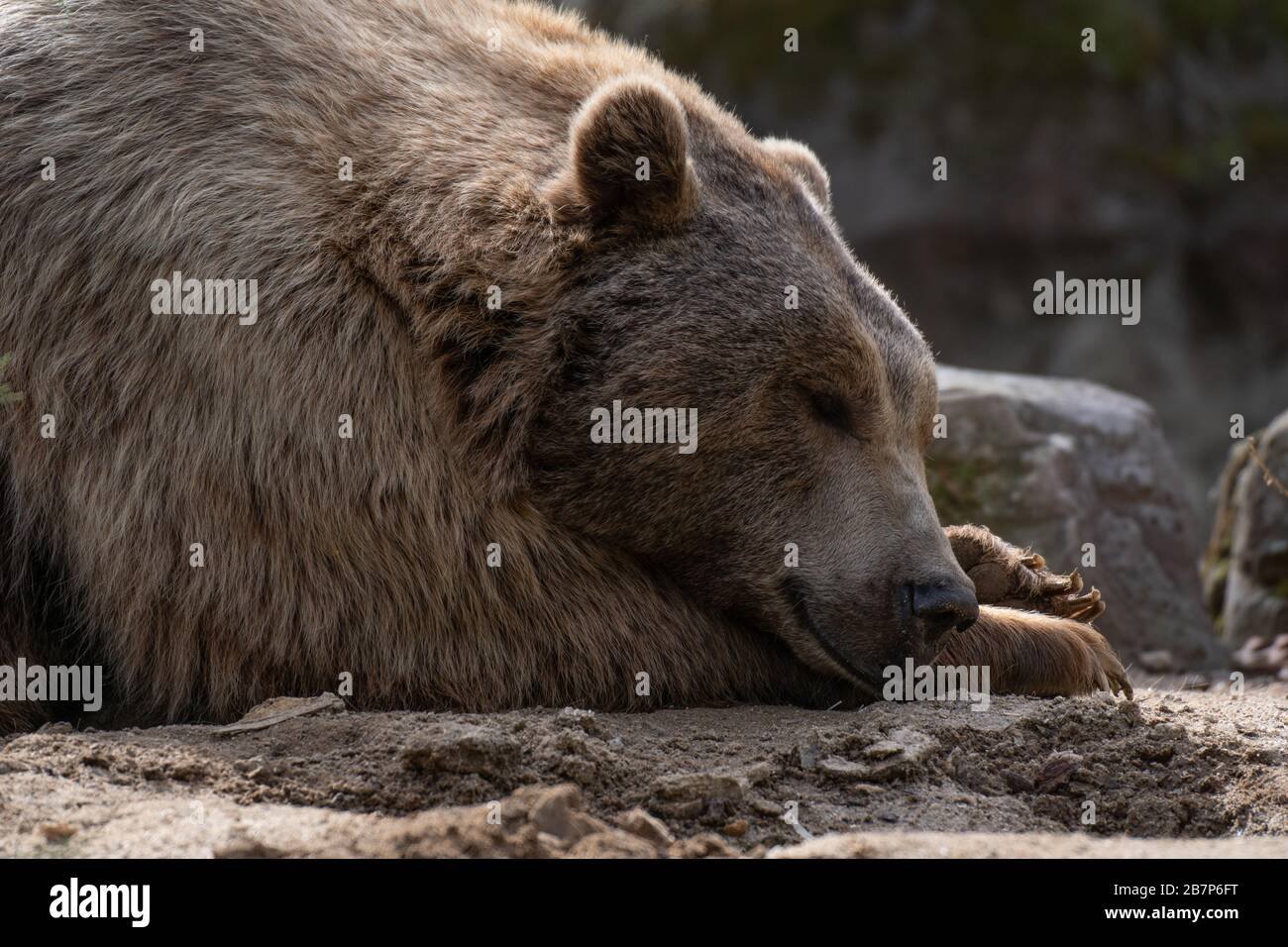 Gesichtsporträt eines braunen Bären, der tagsüber glücklich schläft Stockfoto