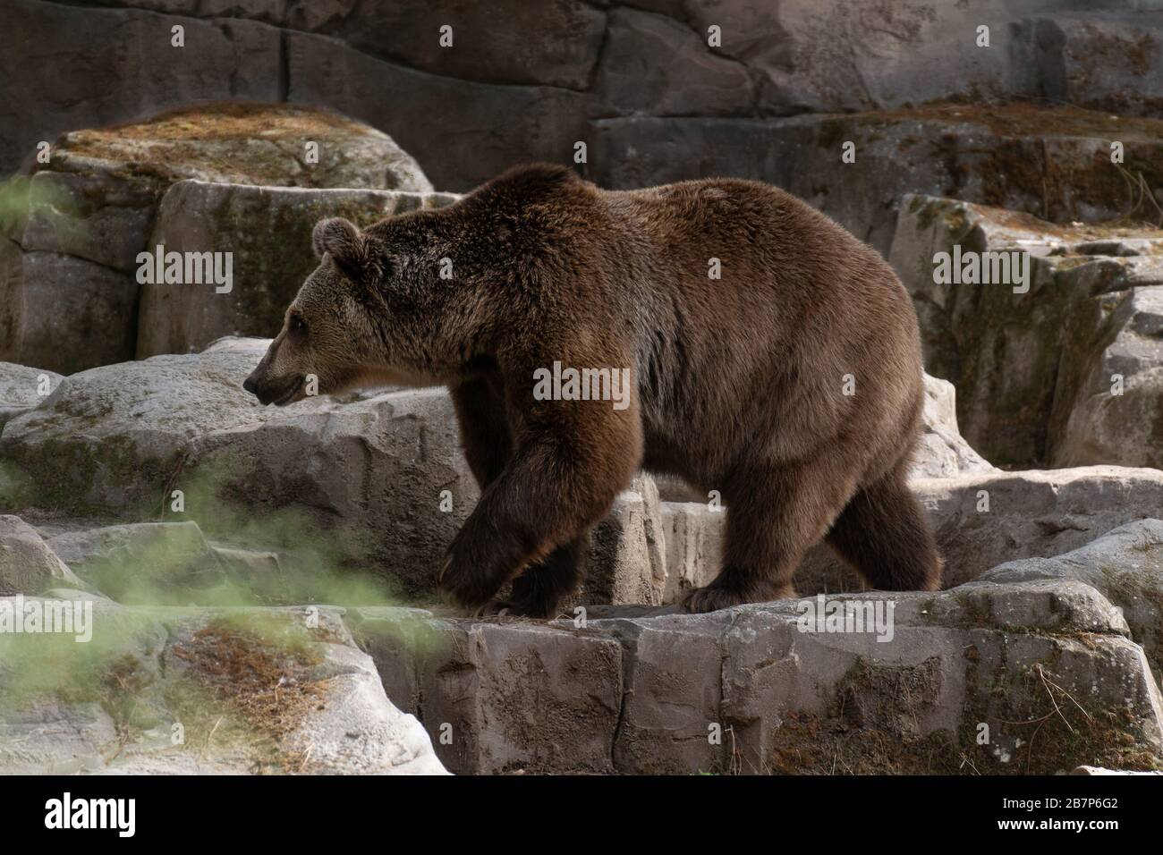 Porträt eines männlichen Braunbären, der im Sommer zwischen Felsen spazieren ging Stockfoto