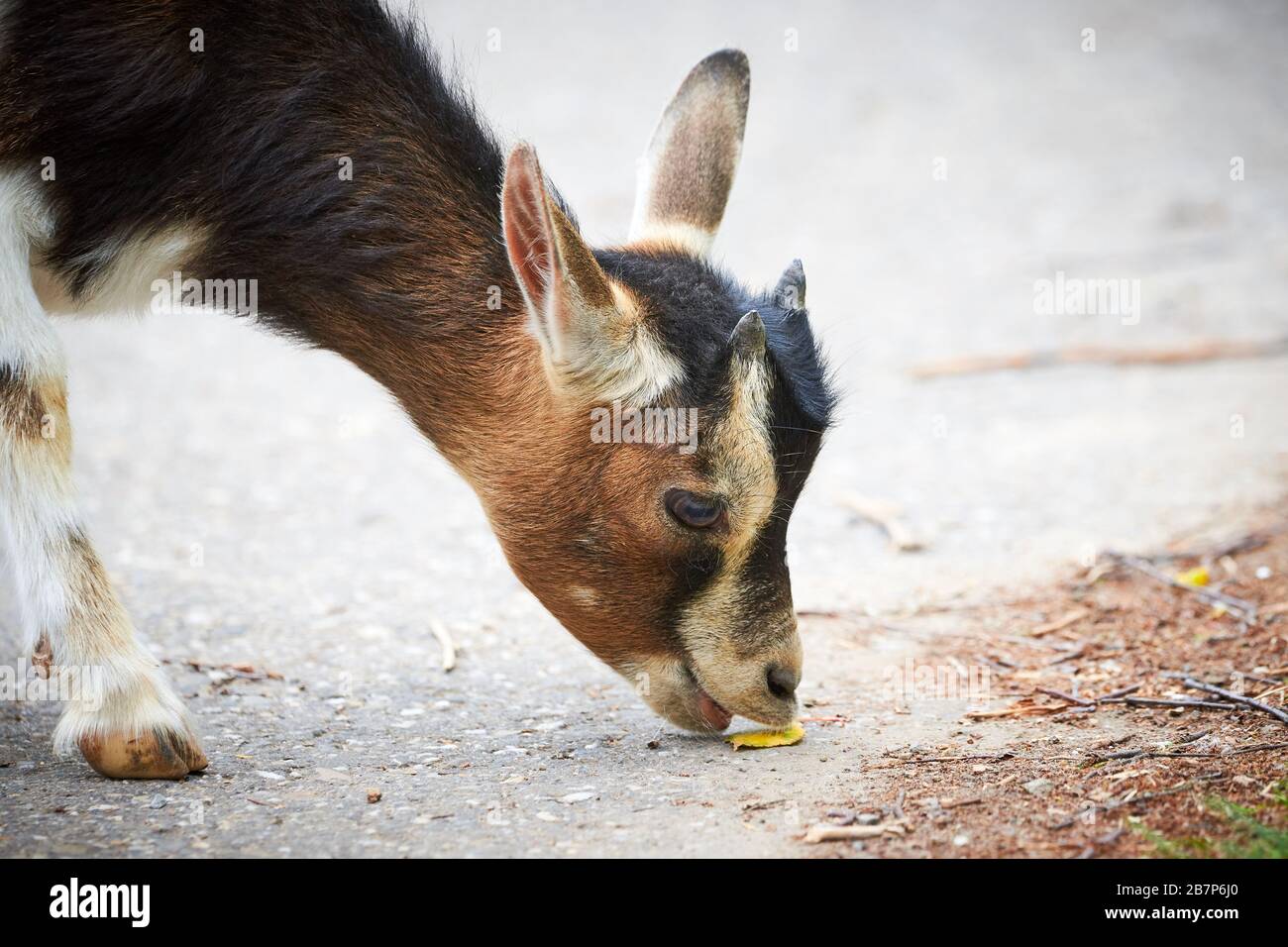 Nahaufnahme einer Pygmäenziege (Capra aegagrus hircus) Stockfoto