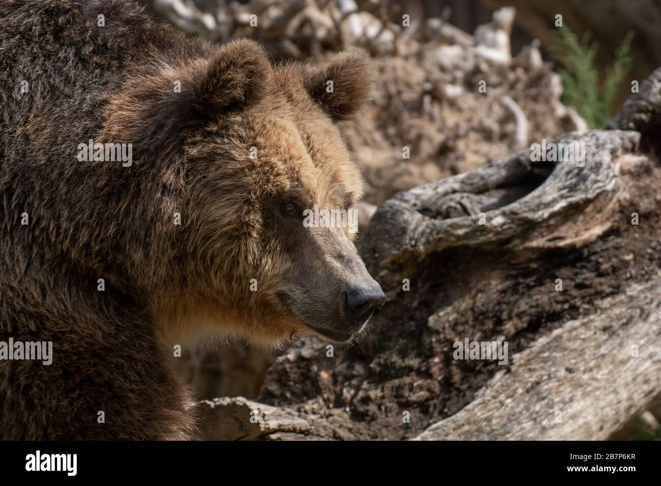 Nahaufnahme des Gesichts eines braunen Bären mit braunem Hintergrund Stockfoto