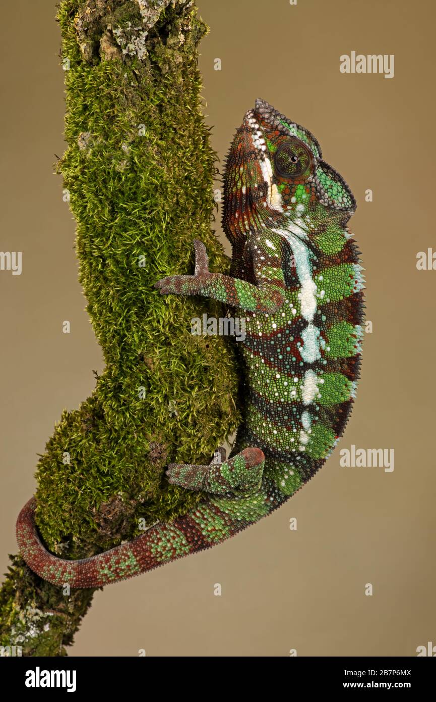 Ambilobe Panther Chamäleon (Furcifer pardalis) Stockfoto