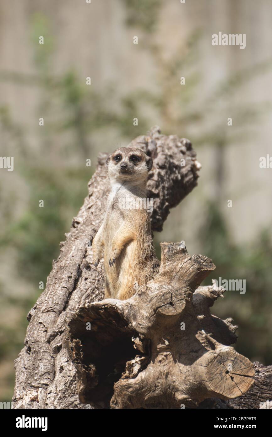 Süßes Meerkat in Alarmbereitschaft auf einem Log unter Sonnenlicht in Afrika Stockfoto