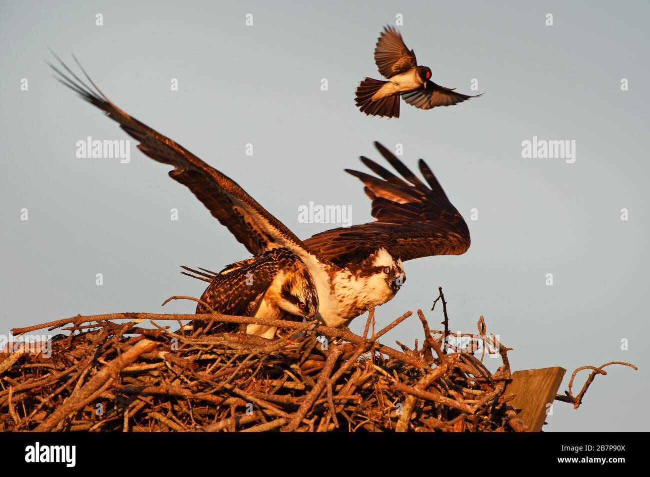 Ein kleiner östlicher Königsvogel, der eine viel größere Nistosprey angreift Stockfoto