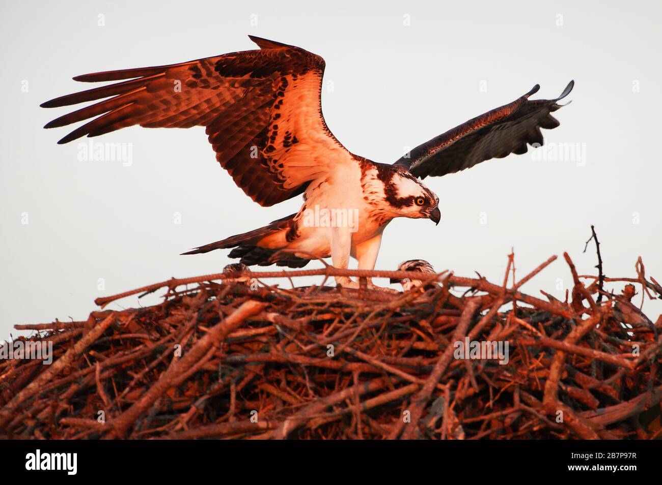 Osprey in Nest Stockfoto