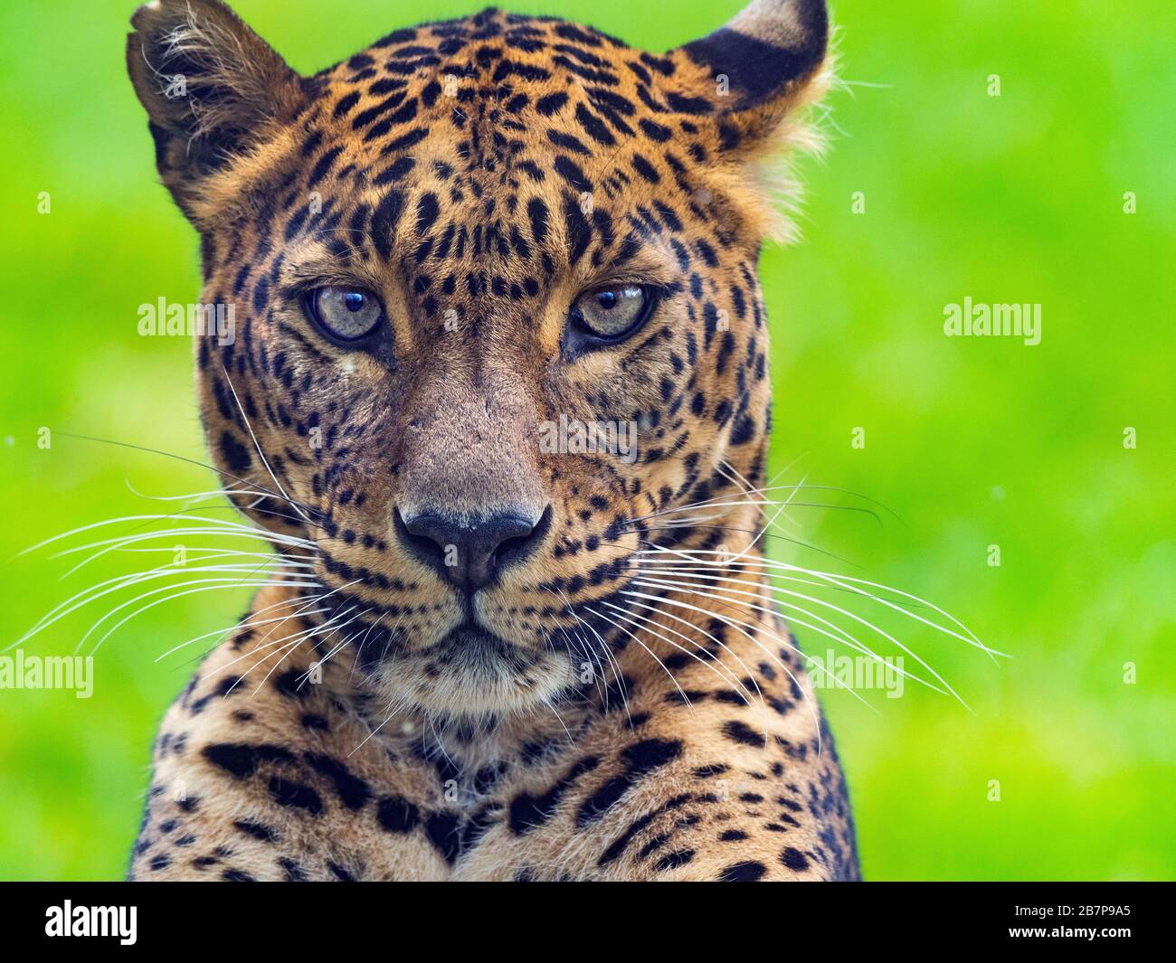 Panthera pardus kotiya aus Sri Lanka. Stockfoto