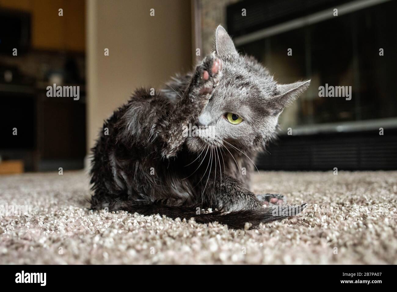 Reinigen Sie die Katze selbst und die Pfoten, um den Schutz vor Coronavirus zu gewährleisten Stockfoto