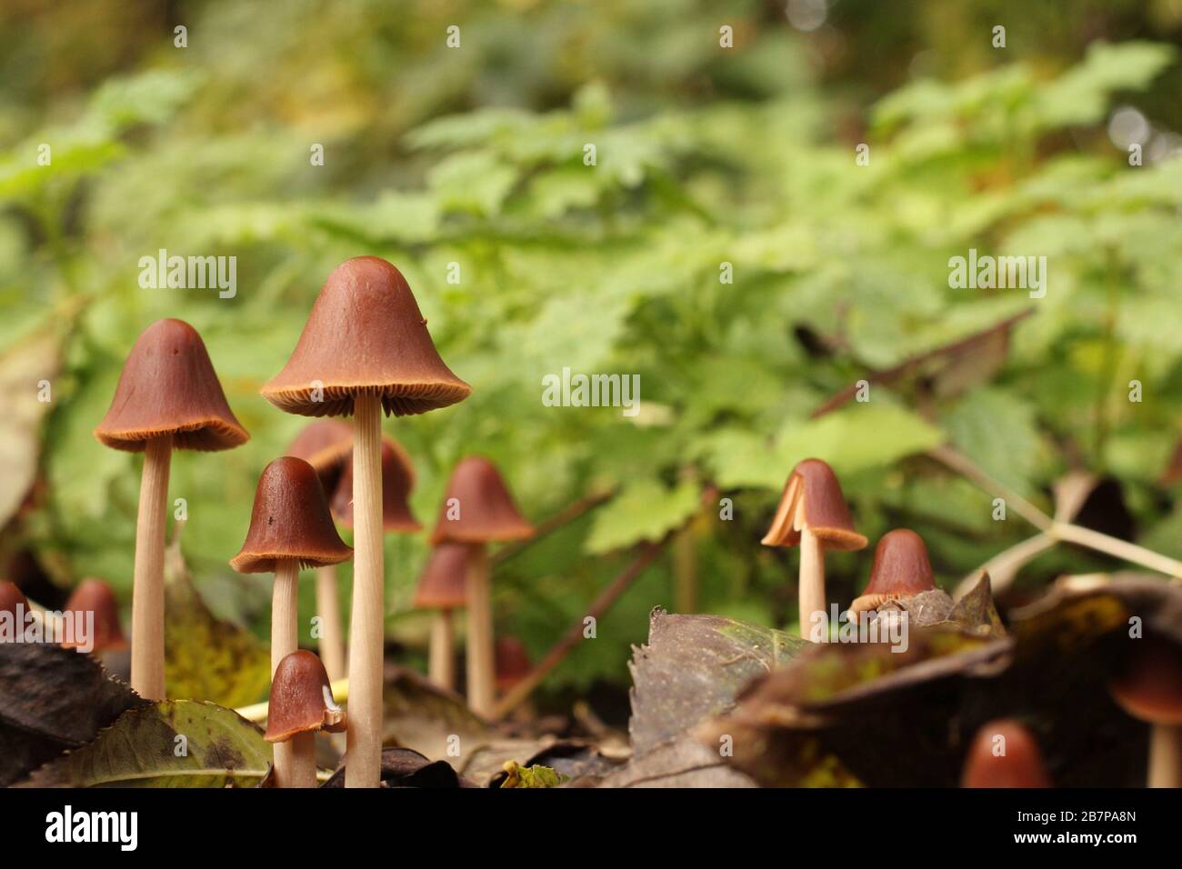 Schöne kleine braune Champignons im Herbst im Wald im Hintergrund und grüne Brennnessel im Nahaustor Stockfoto