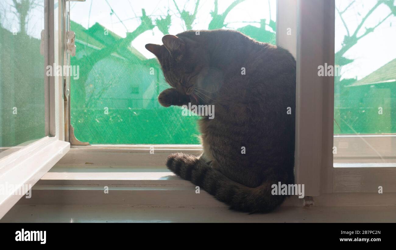 CAT sitzt am Fenster und reinigt sich. Stockfoto
