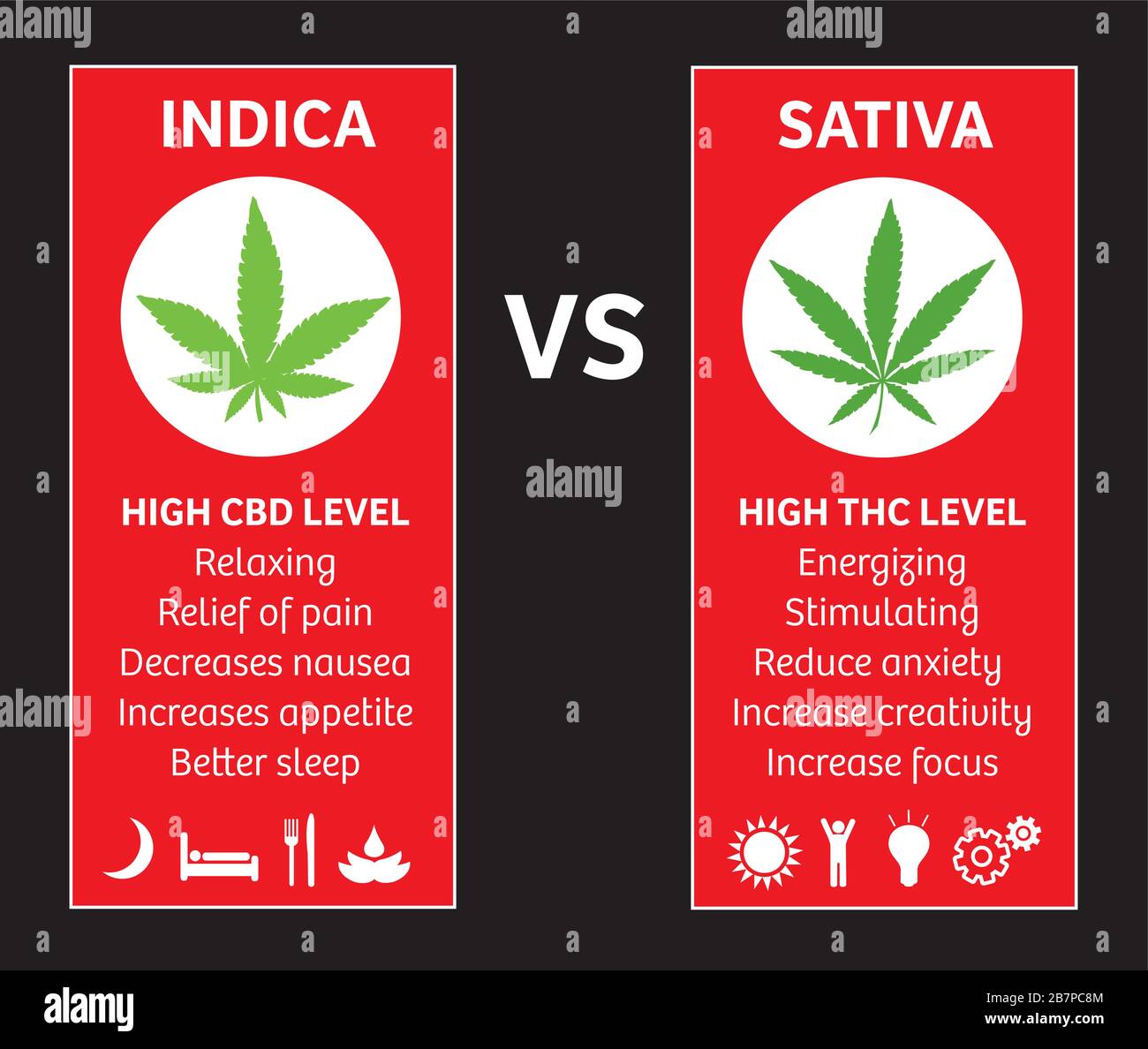 Cannabis Indica und Sativa sorten Arten Informationen Grafik guide Stock Vektor