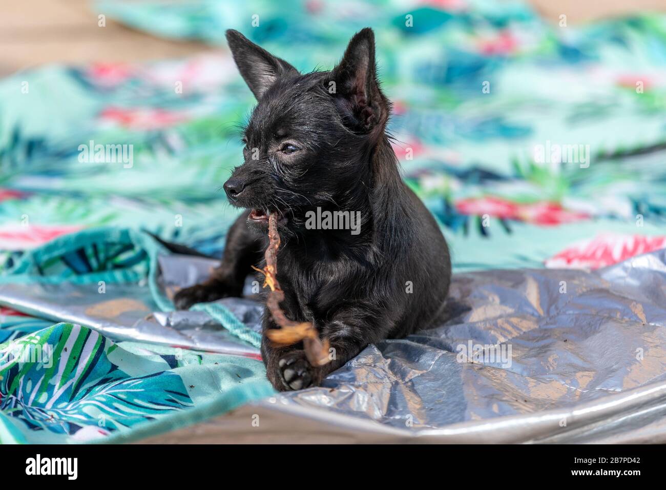 Der junge chihuahua Poddle mischt den Welpen Hund, der einen Stock beißt Stockfoto