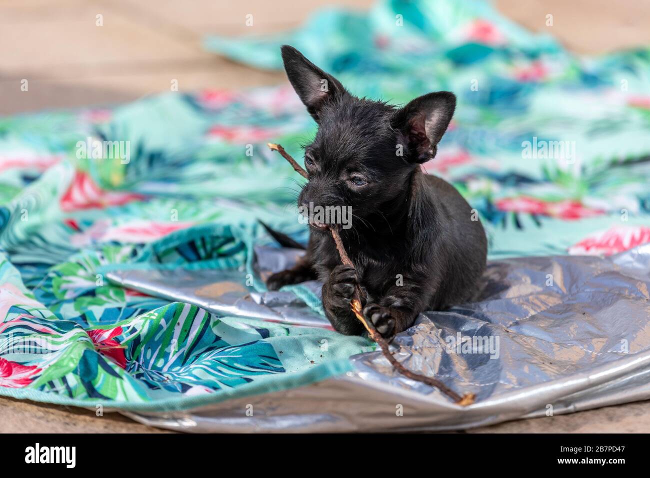 Der junge chihuahua Poddle mischt den Welpen Hund, der einen Stock beißt Stockfoto