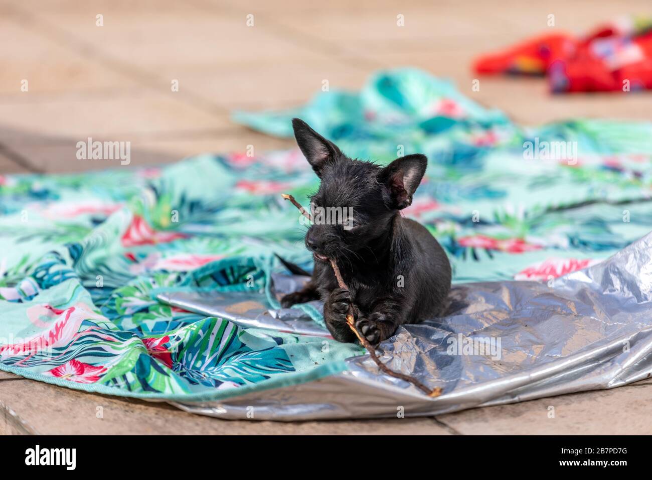 Der junge chihuahua Poddle mischt den Welpen Hund, der einen Stock beißt Stockfoto