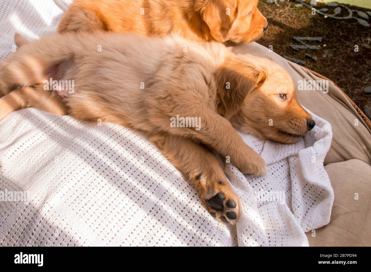 Süße, flauschige und bezaubernde Welpen aus Golden Retriever, die im Sonnenlicht in Bett liegen Stockfoto