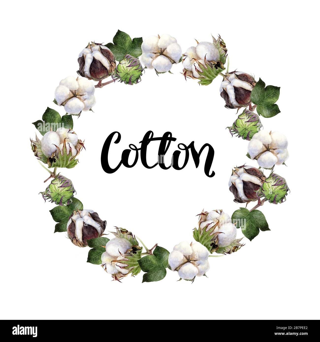 Baumwolle mit rundem Rahmen, Wasserfarbe isoliert auf weißem Hintergrund Stockfoto