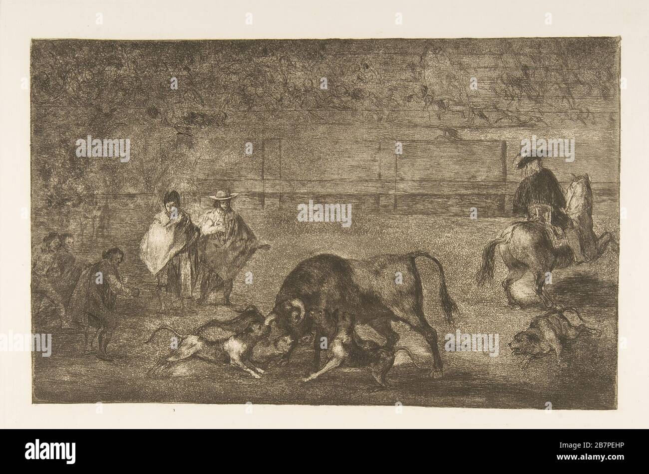 Platte C: Die Hunde lassen sich auf dem Stier lösen, ca. Im Jahr 1816. Stockfoto