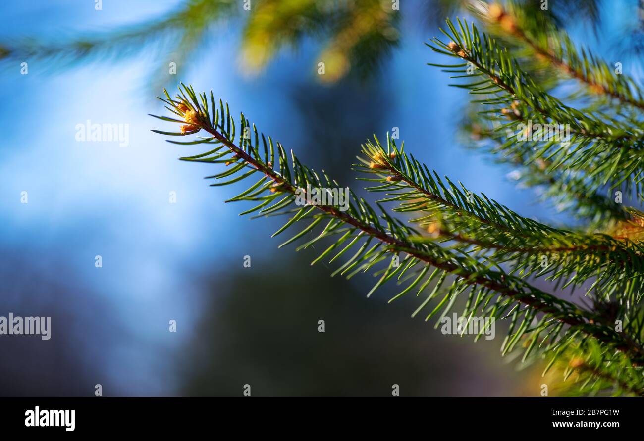 Junger Fichtenzweig im Gegenlicht gegen einen blauen Himmel Stockfoto