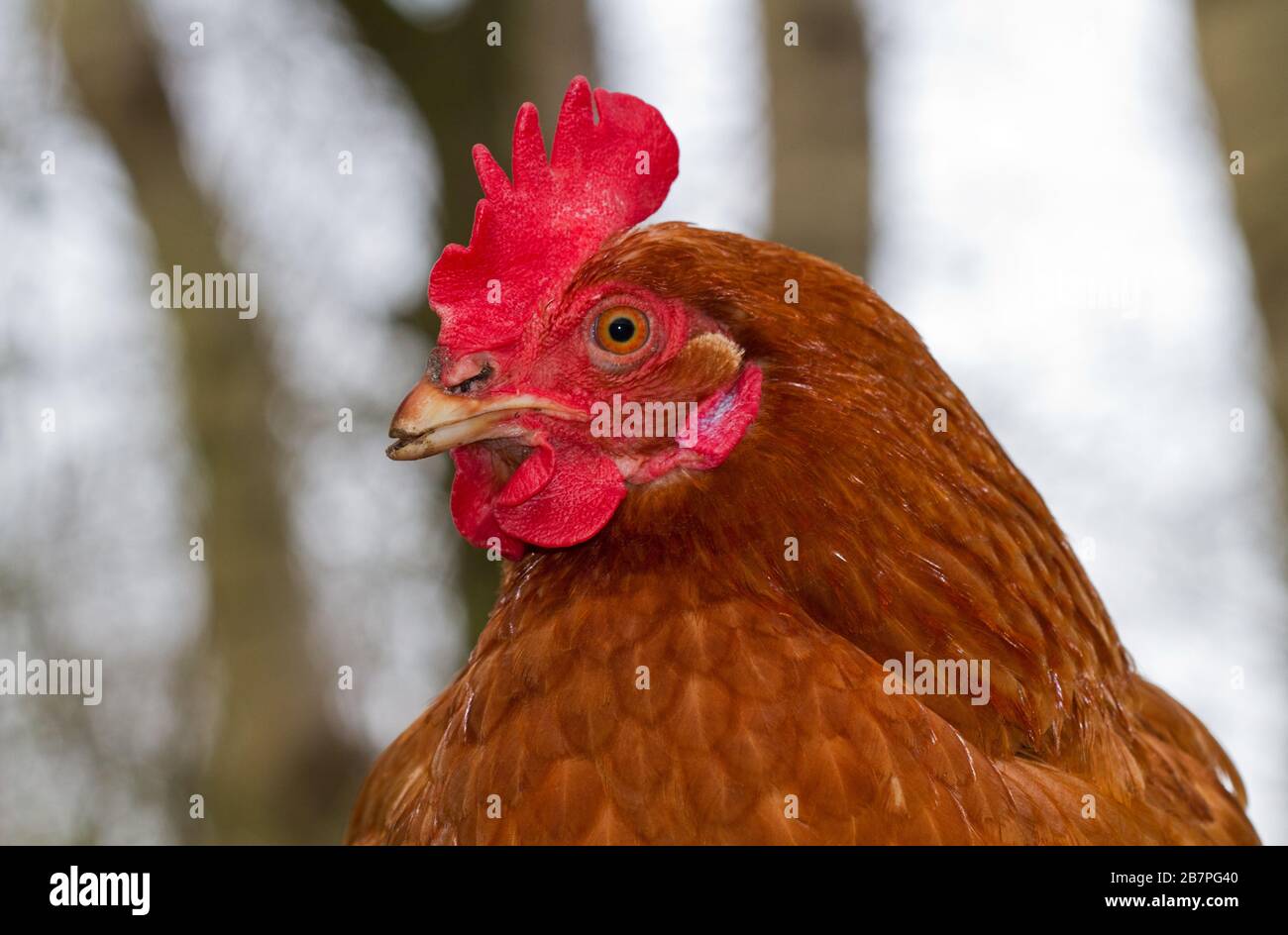 Porträt eines braunen Hühnchens mit rotem Kamm, Wattle und Ohrläppchen und gestutztem Schnabel Stockfoto