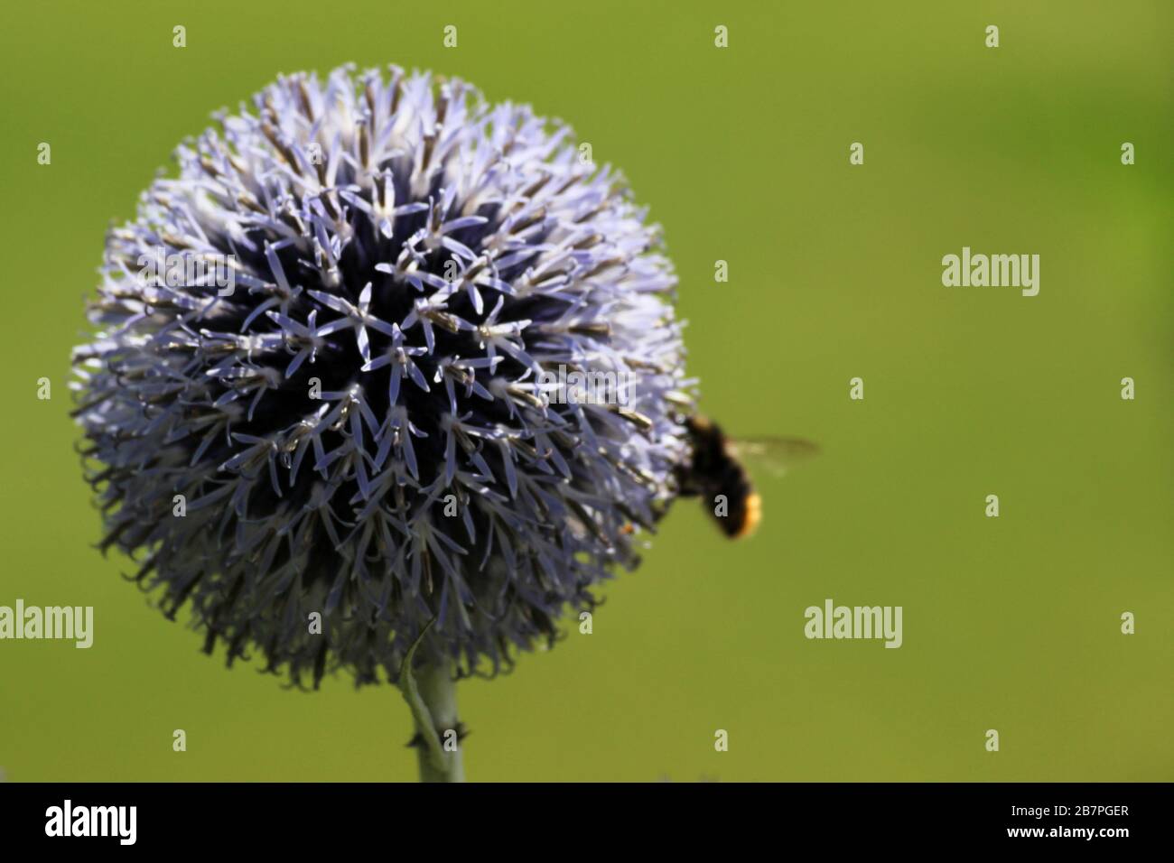 Nahaufnahme der blauen oder violetten Kugeldistel (Echinops) mit Kopierraum und Biene im Hintergrund Stockfoto