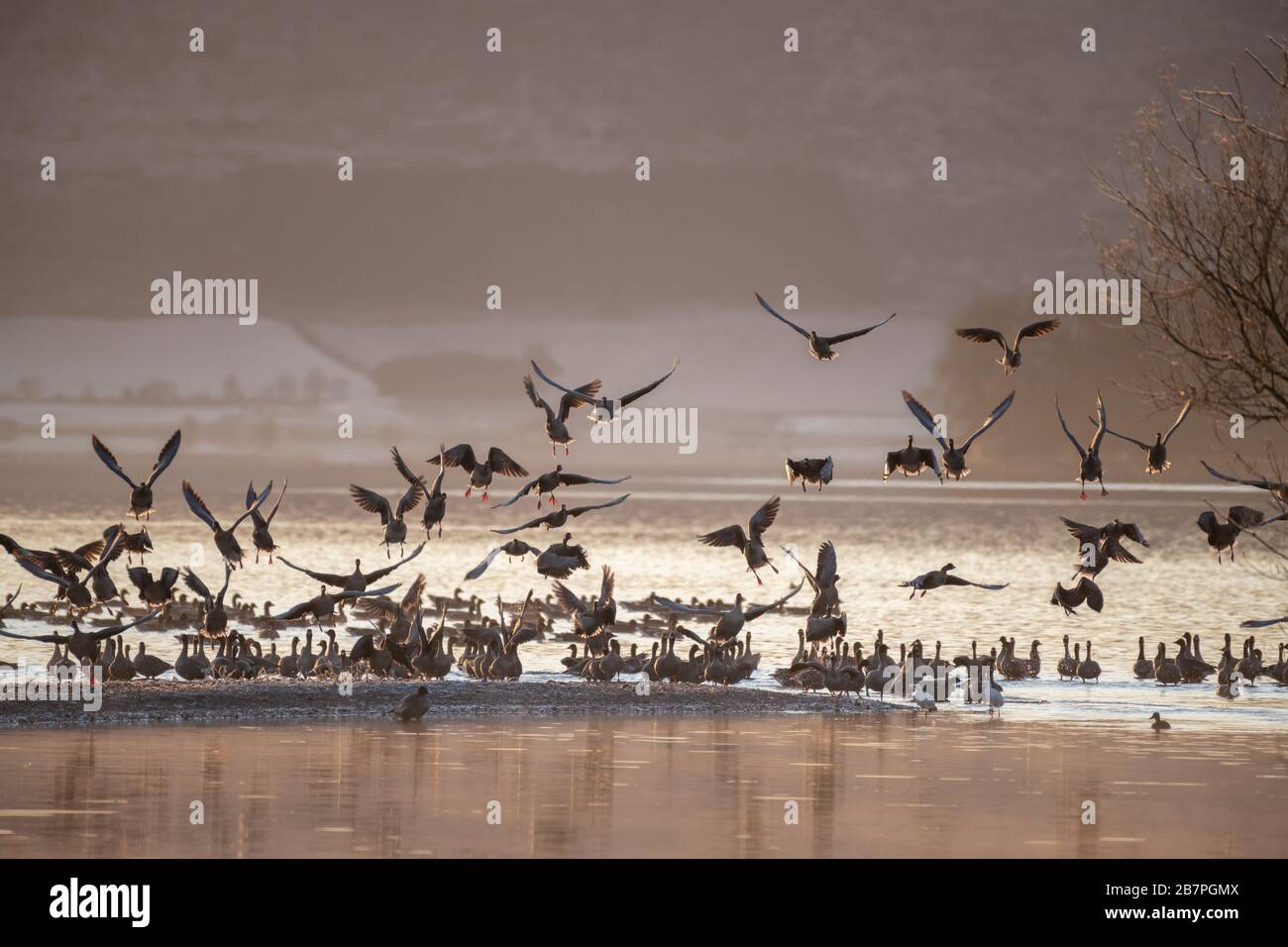 Flock of Pink Footed Gänse (Anser brachyrhynchus), die am Morgen auf einem See landen, Loch Leven National Nature Reserve, Schottland, Großbritannien. Stockfoto