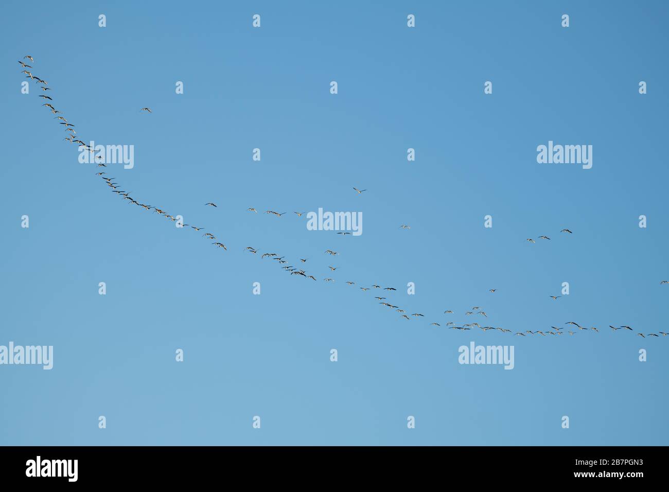 Flock of Pink Footed Gänse (Anser brachyrhynchus), Loch Leven National Nature Reserve, Schottland, Großbritannien. Stockfoto