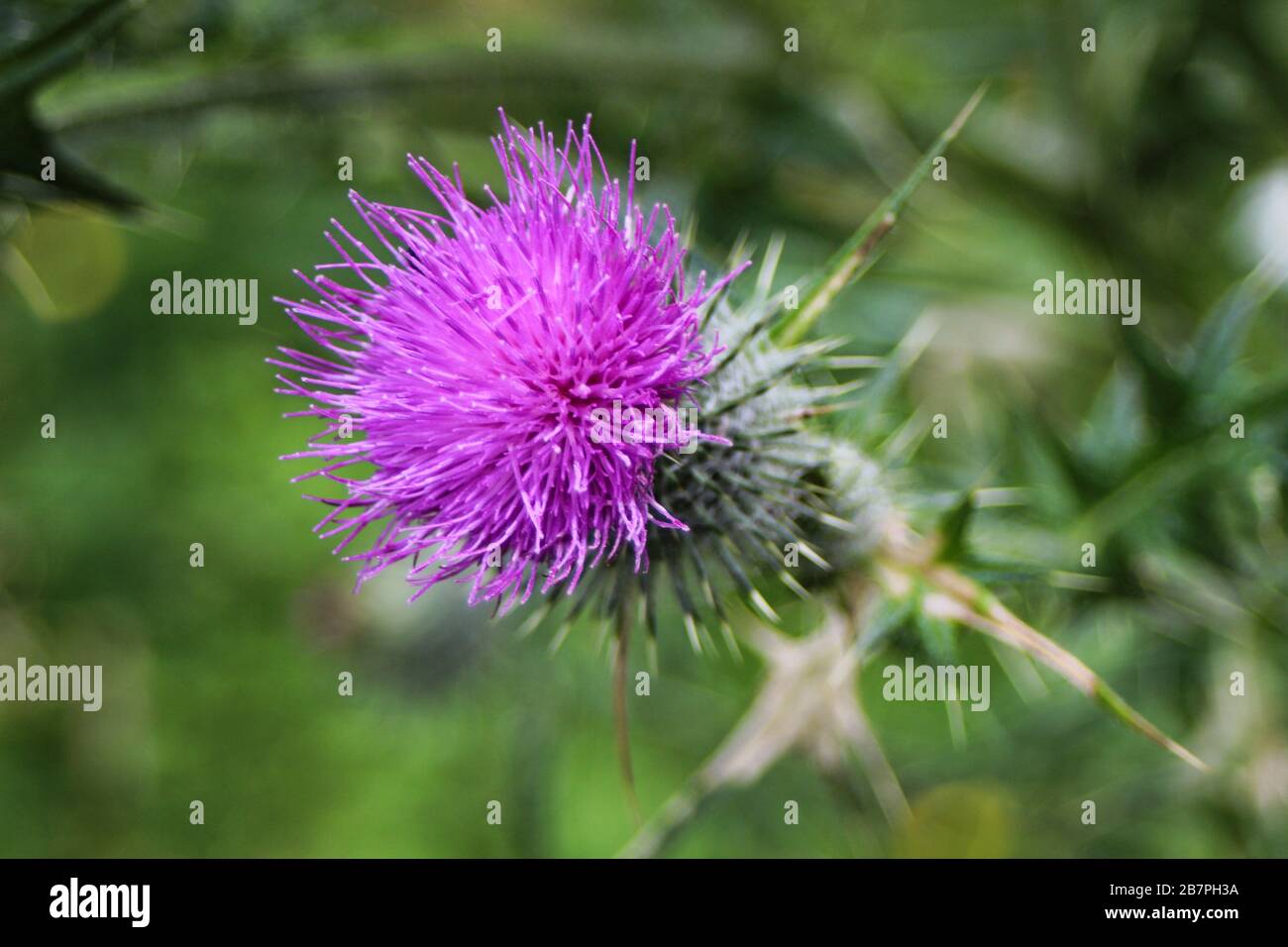Nahaufnahme von Barnakel- oder Burdockblüten (Arctium) Stockfoto
