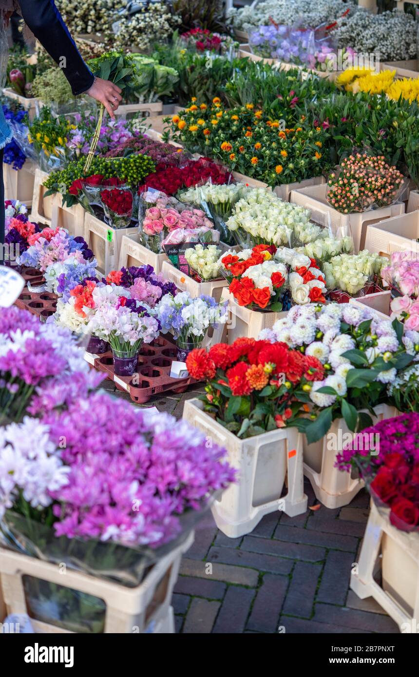 Person, Blumen pflücken am Marktstand Stockfoto