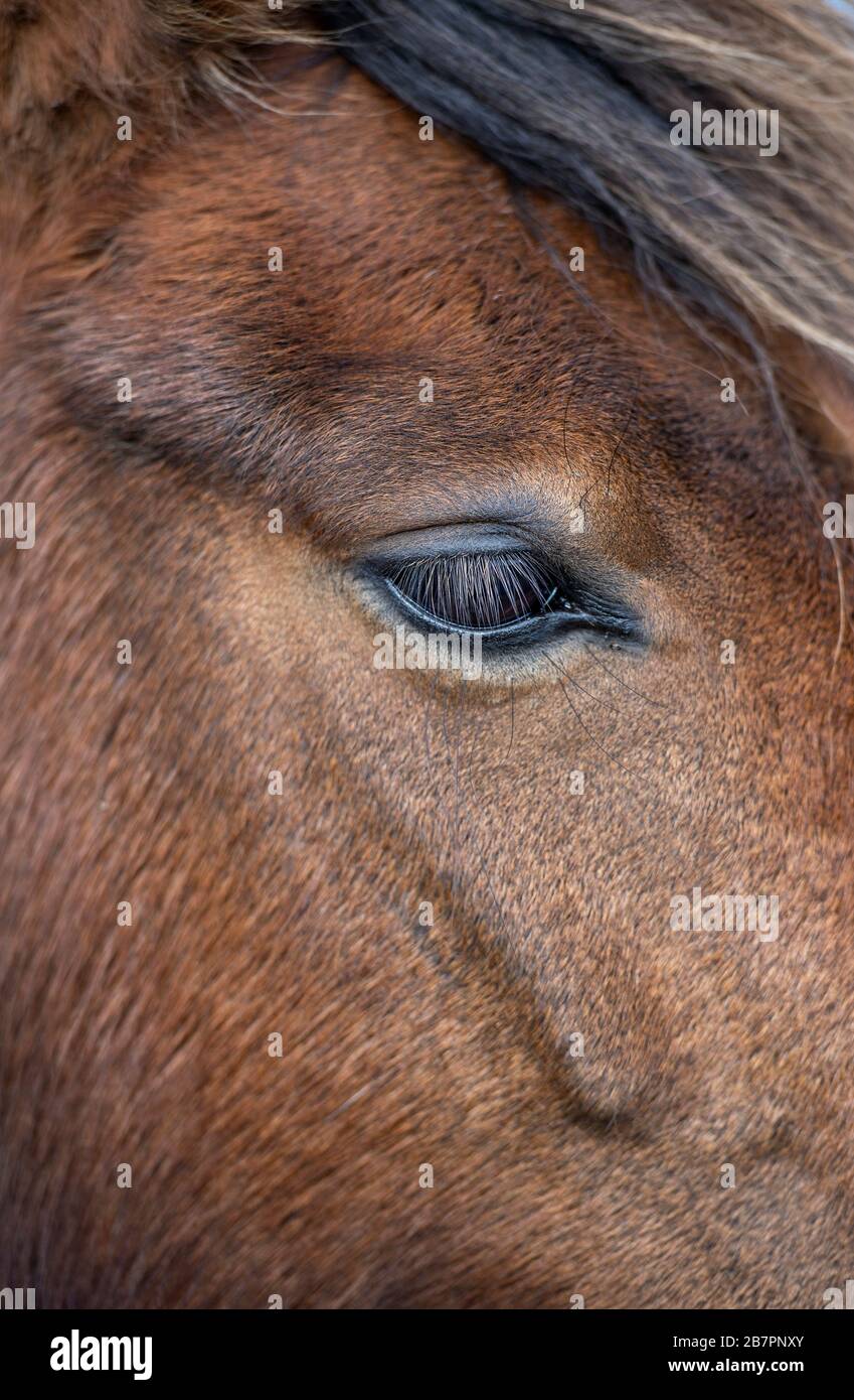 Nahaufnahme des Gesichts des Pferdes Stockfoto