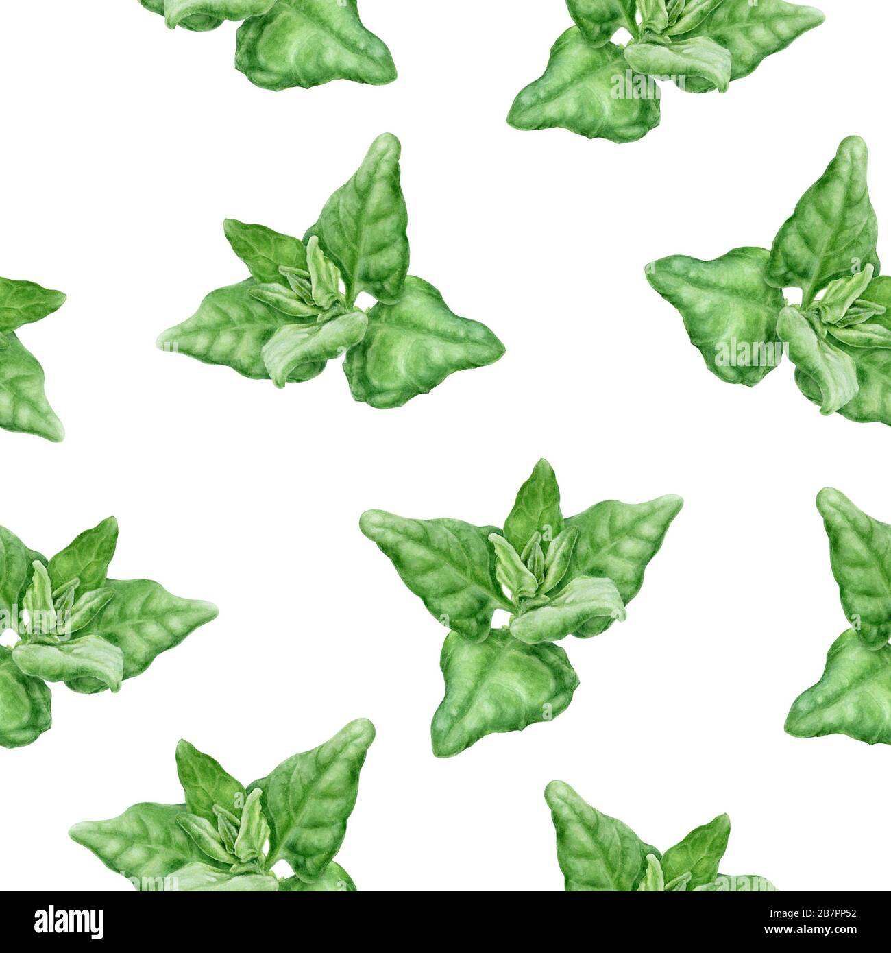 Warrigal Greens mit handgezeichneter Aquarellzeichnung. Nahtloses Muster. Stockfoto