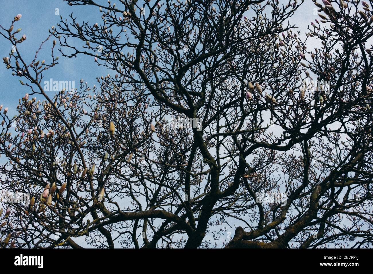 Junge magnolien Stockfoto