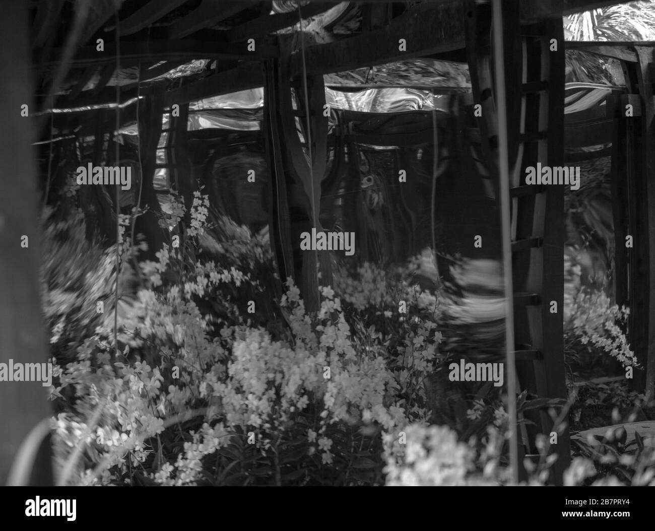 Spiegelung der Orchideen in einem Spiegel im National Orchid Garden of Singapore Botanical Gardens, Stockfoto