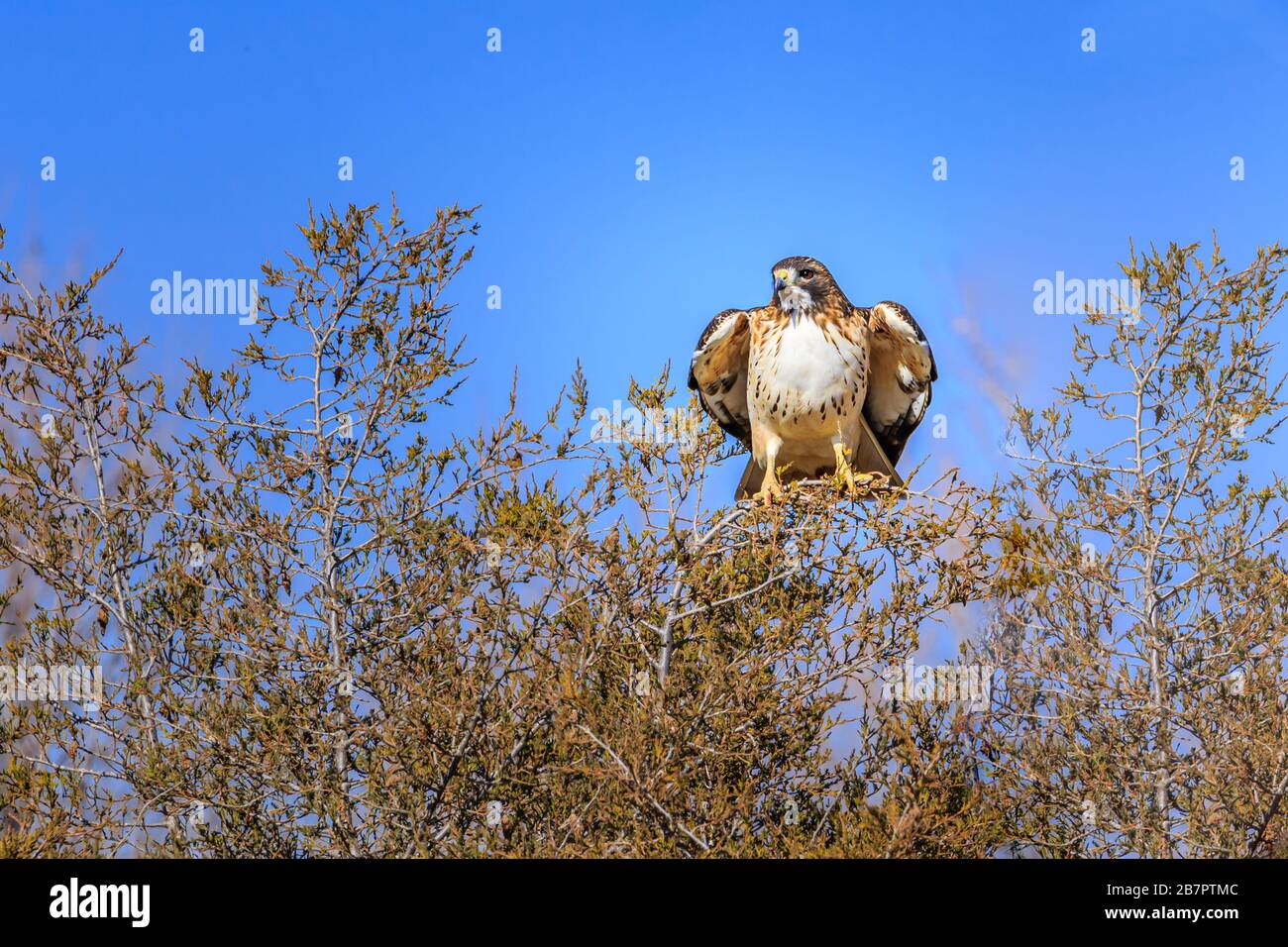 Rotschwein-Habicht (Buteo jamaicensis) thront auf einem Ast Stockfoto