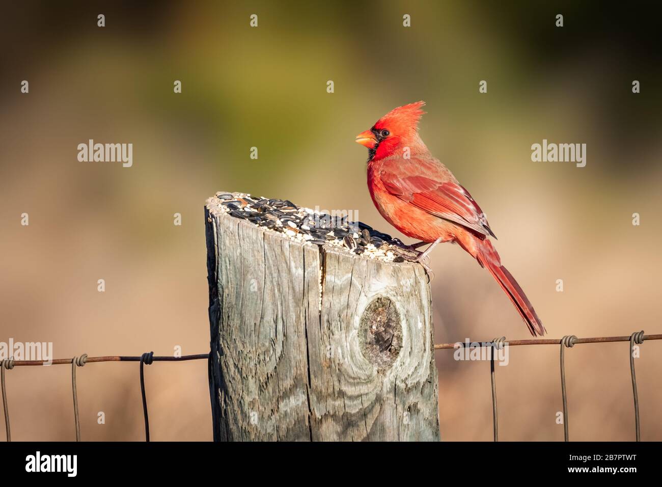 Der männliche Nordkardinal (Cardinalis cardinalis) thront auf einem Pfosten Stockfoto