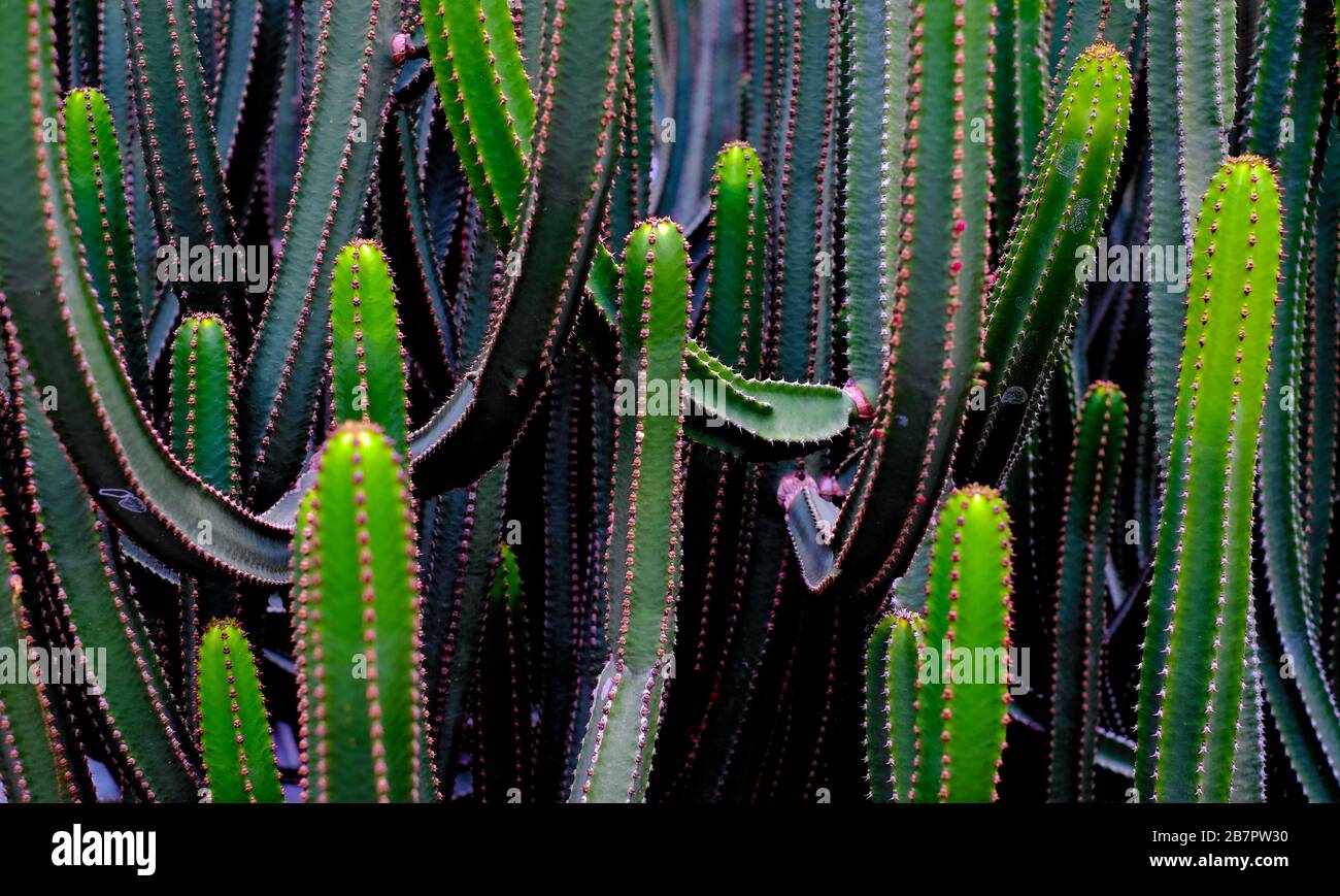 Grüner Sukkulent Hintergrund voller Rahmen Leere Fläche . Stockfoto