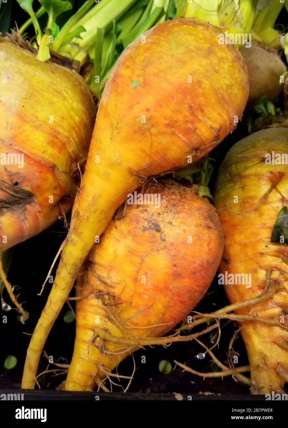 Ein Haufen roher und organischer goldener Rüben Stockfoto