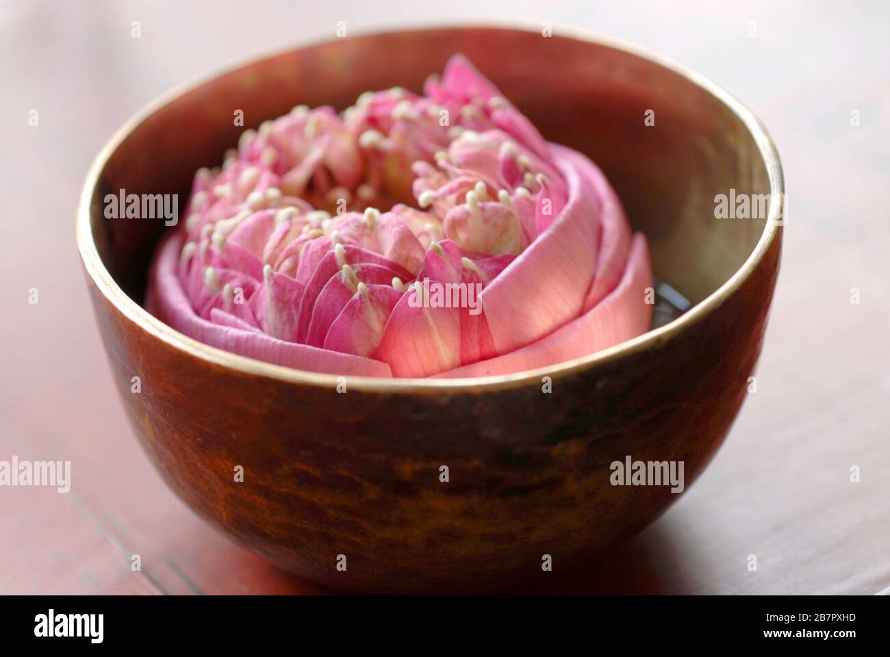 Lotus-Blume Stockfoto