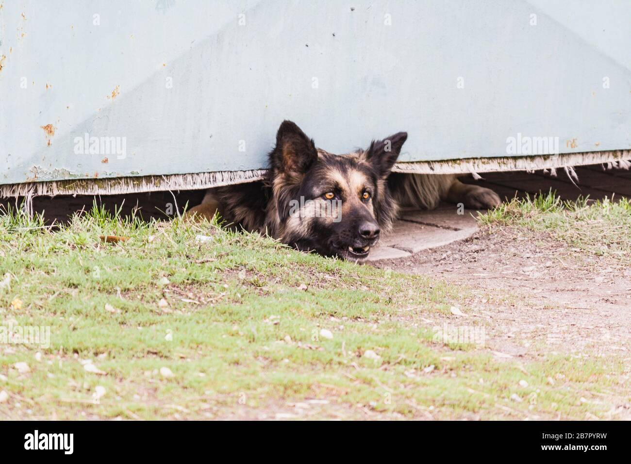 Großer wütender Hund ​​protects sein Haus Stockfoto