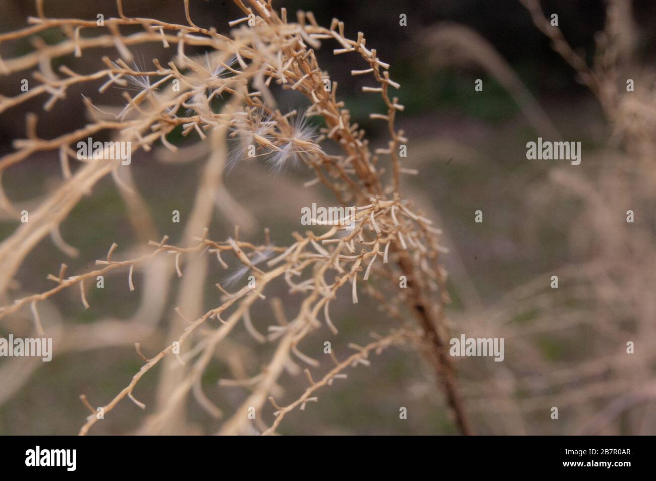 Makrofotografie Bild von hohem, braunem Gras. Stockfoto