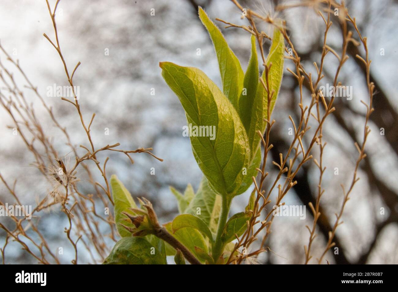 Makrobild von Pflanzen und Blättern. Stockfoto