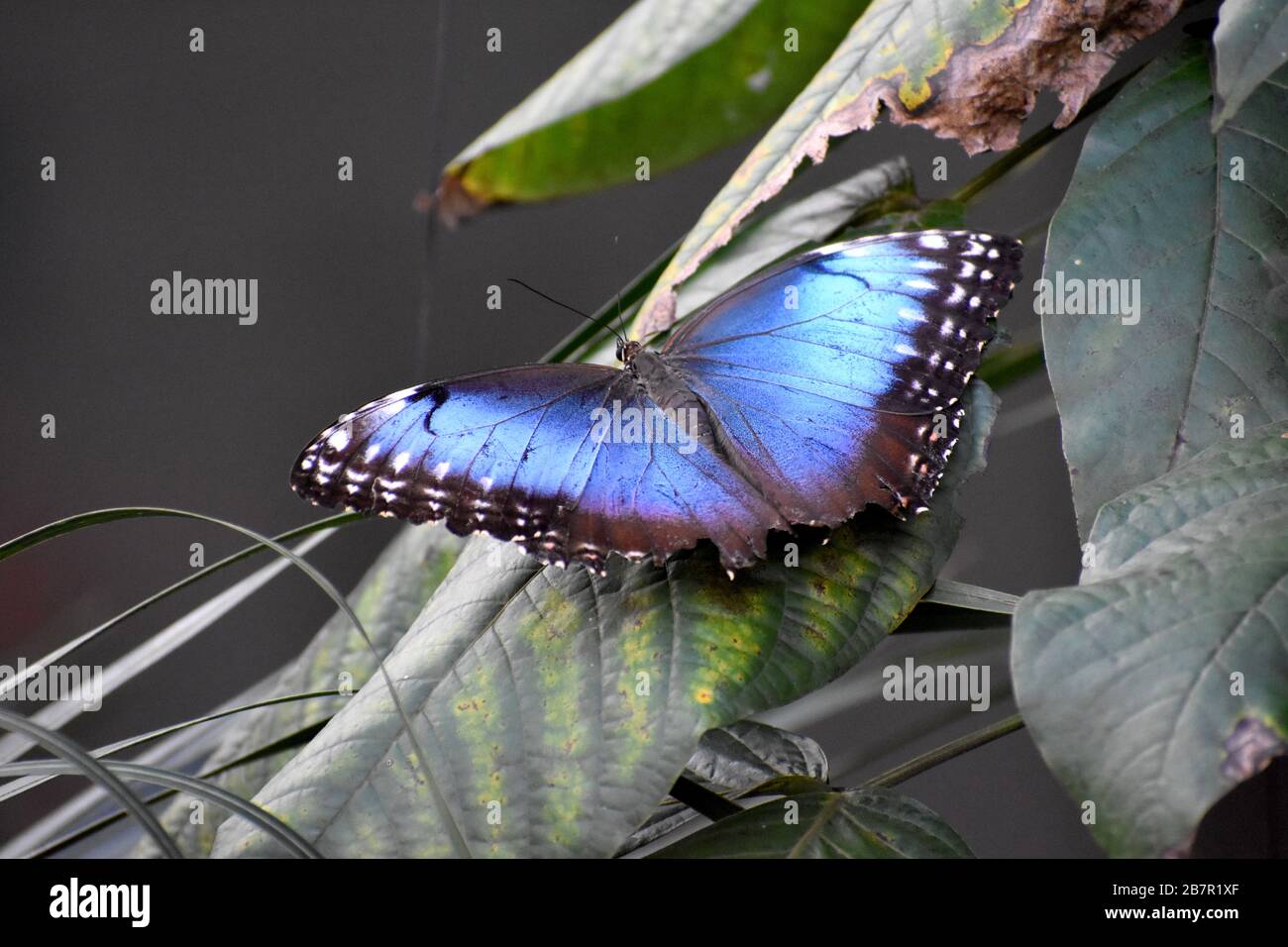 Blauer Morpho-Schmetterling (Morpho Menelaus) in einem Schmetterlings-Wintergarten, Costa Rica Stockfoto
